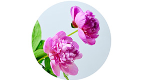 34芍藥-1.jpg
