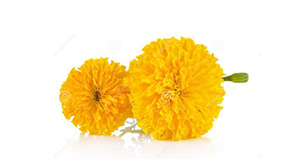 50萬壽菊-1.jpg